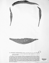 Pseudophacidium microspermum image